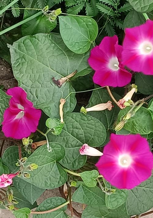 哪种花的花语与格桑花相似？