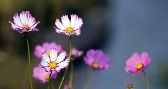 哪种花的花语与格桑花相似？