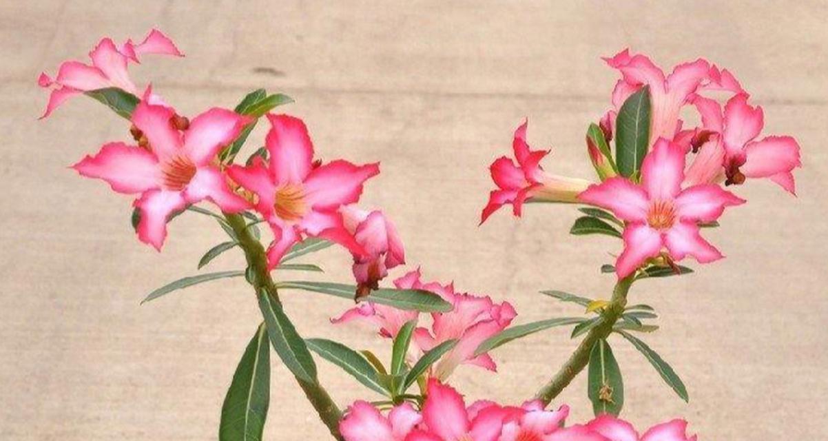 罗曼庄园玫瑰花的养殖方法是什么？