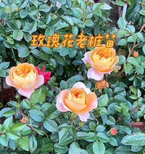罗曼庄园玫瑰花的养殖方法是什么？