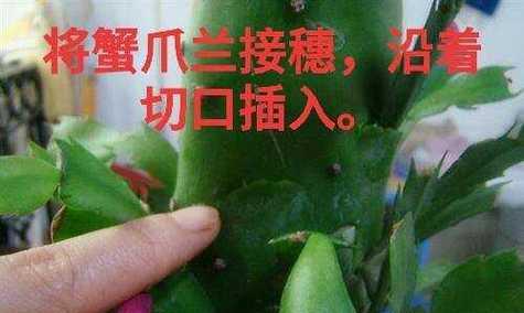 仙人掌顶部发黄干瘪怎么办？有哪些可能的原因和解决方法？