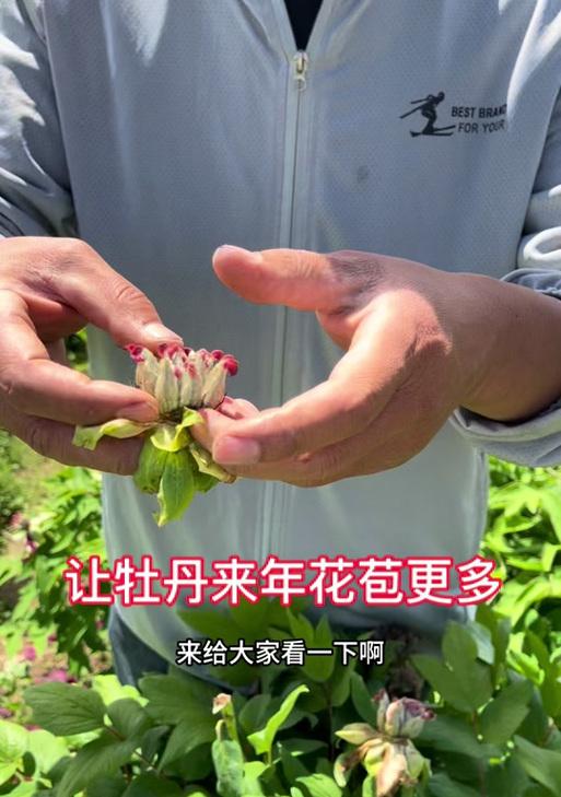 牡丹花苞干枯的原因是什么？如何预防和处理？