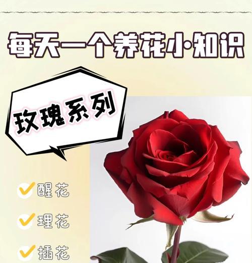 插种玫瑰花何时会开花？开花前的养护要点是什么？