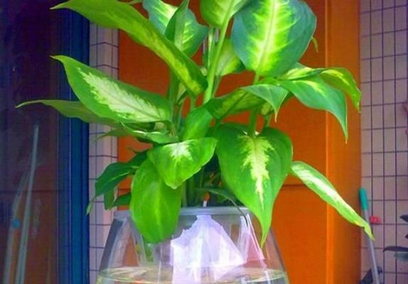 仙人球植大凤龙的养护技巧有哪些？