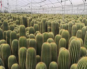 仙人球植大凤龙的养护技巧有哪些？
