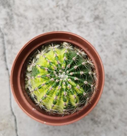 彩草仙人球培育新品种的方法有哪些？