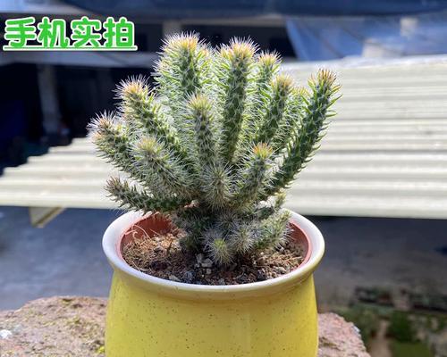 泰迪熊巨型仙人球的养殖方法是什么？