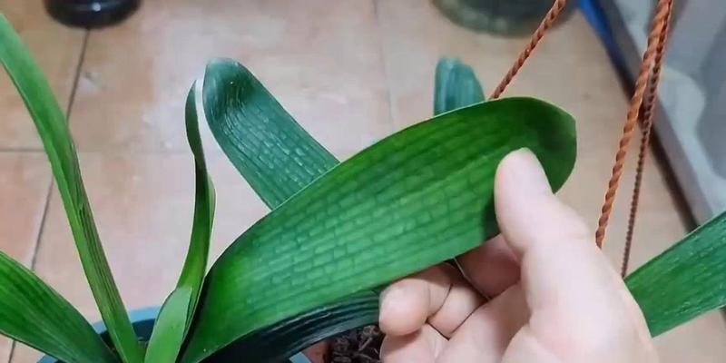 君子兰换盆和施肥的正确方法是什么？需要注意什么？
