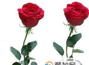 如何自己培育玫瑰花？有哪些步骤和技巧？