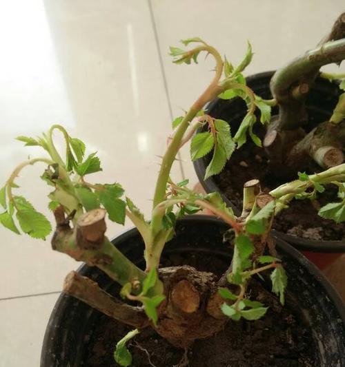 如何自己培育玫瑰花？有哪些步骤和技巧？