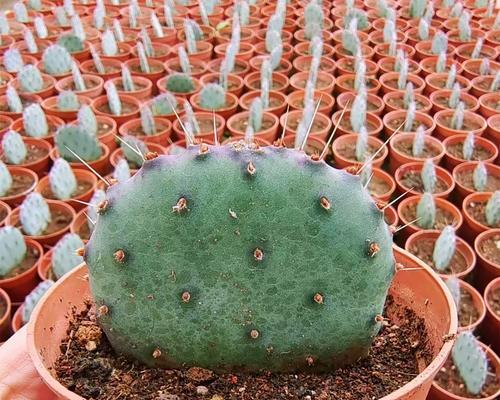 老桩仙人球如何养护？怎样才能多开花？