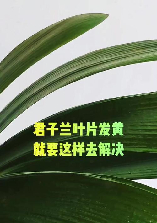 君子兰叶子发黄的处理方法是什么？