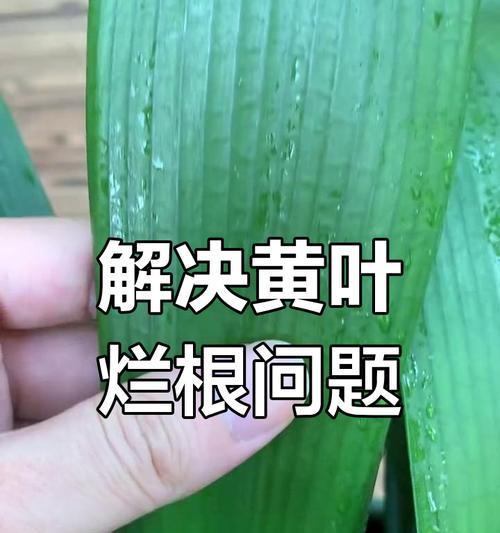 君子兰叶子发黄的处理方法是什么？