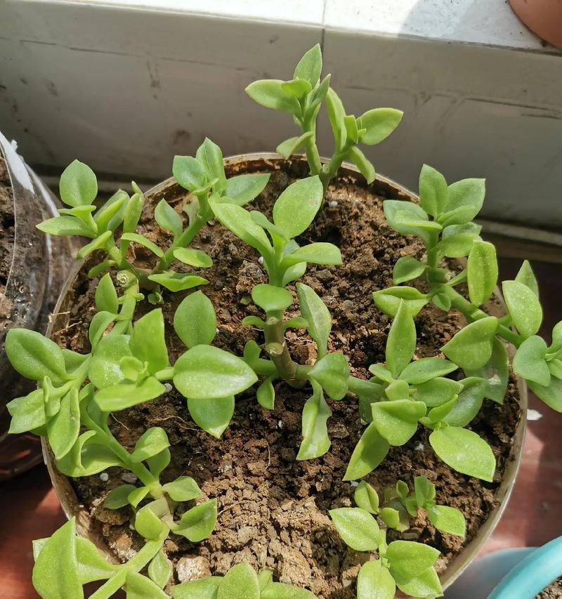 牡丹花修剪的正确方法是什么？