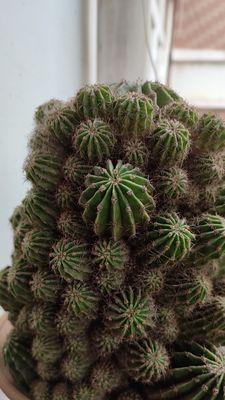 透明瓶怎么养仙人球才能茁壮？
