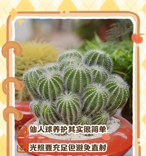 透明瓶怎么养仙人球才能茁壮？