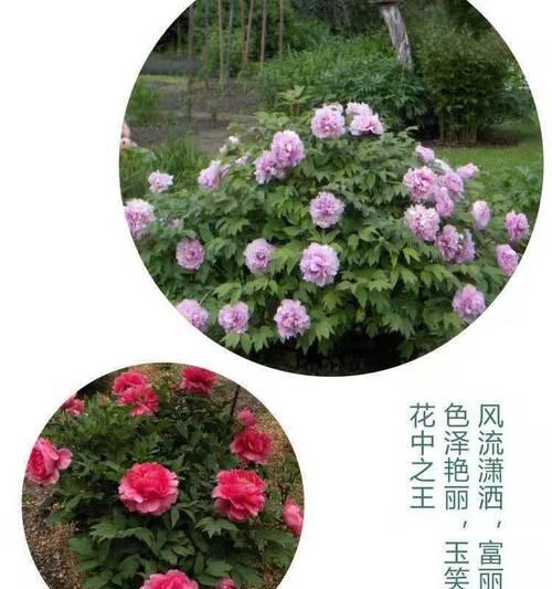 种子种的牡丹花怎么养护和管理？