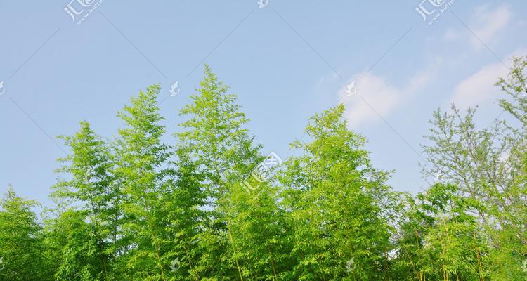 君子兰绿竹蓝天好养吗？正确的养护方法是什么？