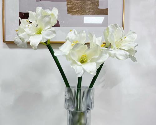 君子兰与朱顶红花的区别在哪里？如何区分？