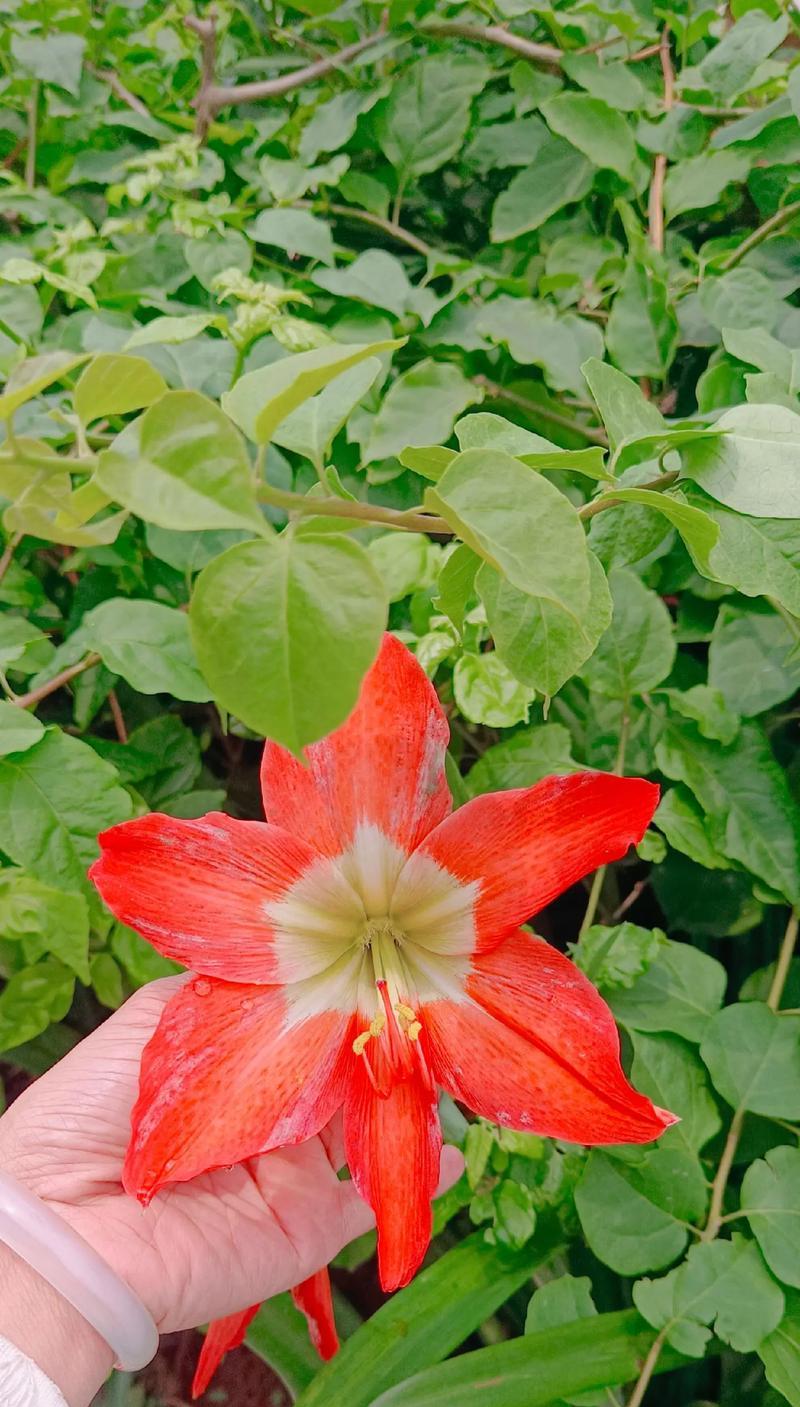 君子兰与朱顶红花的区别在哪里？如何区分？