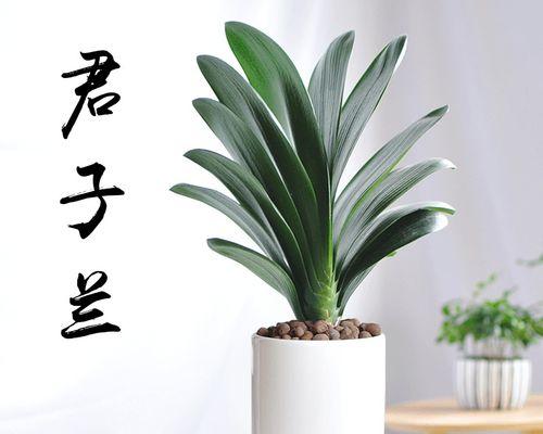 君子兰盆栽养护方法是什么？