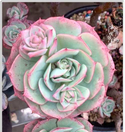 玫瑰花多肉在冬季如何养护？有哪些特别的注意事项？