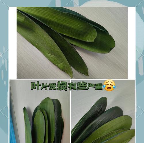 君子兰冬季栽种提高成活率的方法？