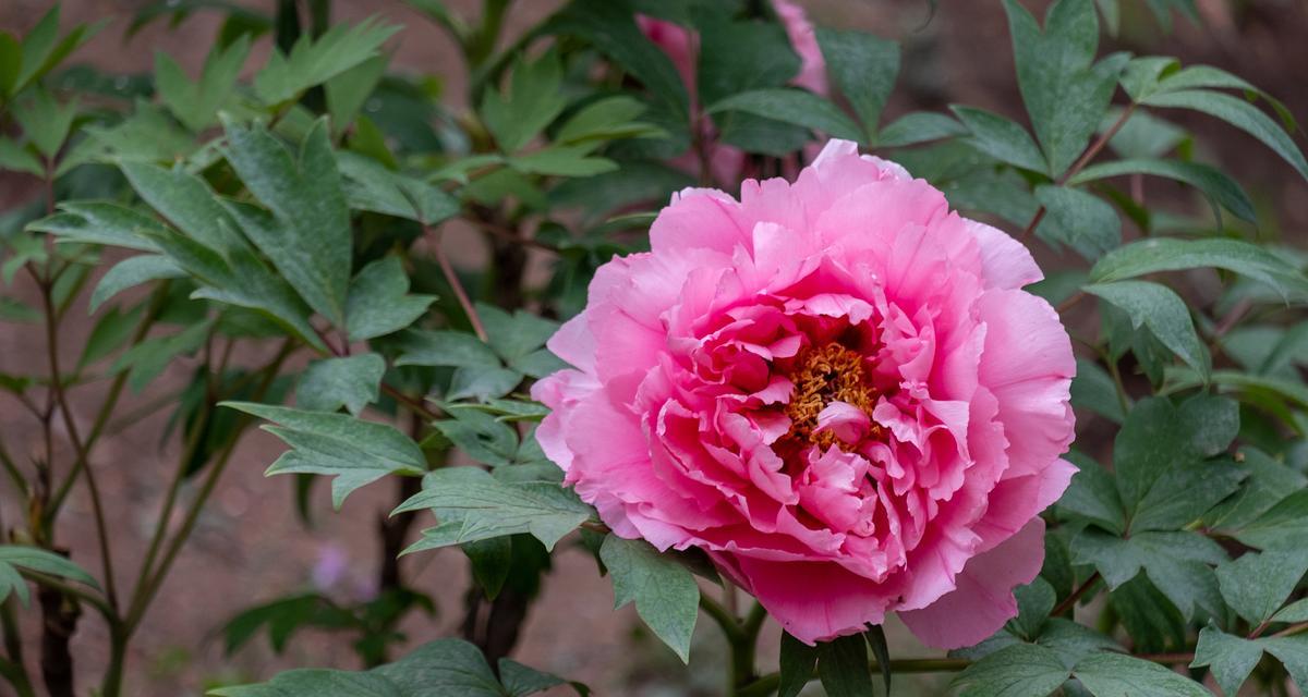 玲珑牡丹花如何养护才能开花？有哪些技巧？