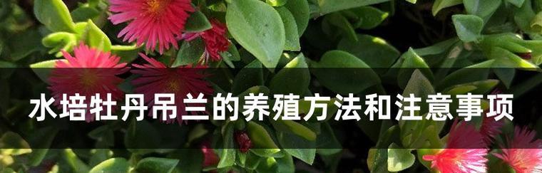 牡丹花水培快速生长的秘诀是什么？