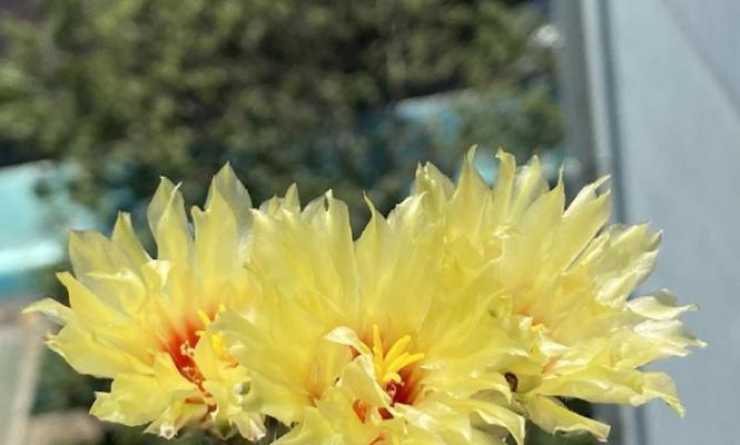 秋季仙人球开花时应该怎么办？