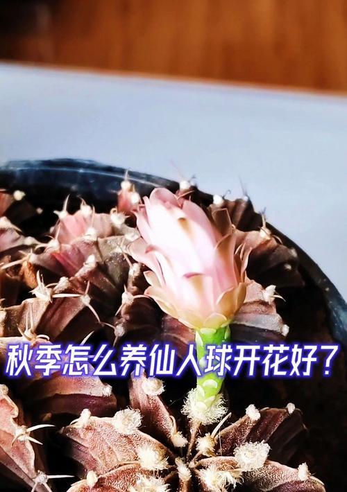 秋季仙人球开花时应该怎么办？