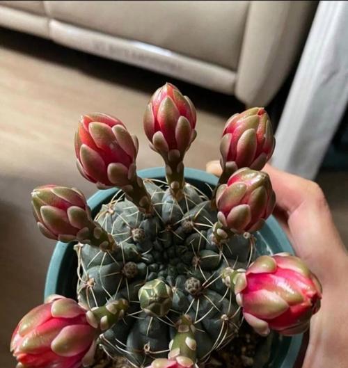 秋季仙人球开花时应该怎么办？