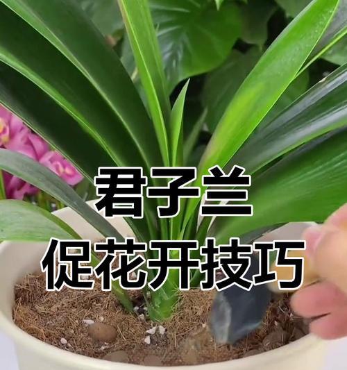 君子兰不开花怎么办？如何养护才能使其旺盛？
