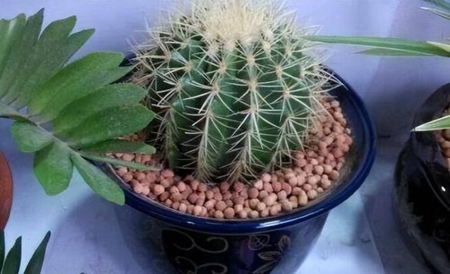 仙人球即将开花应如何照顾？有哪些特别的养护措施？