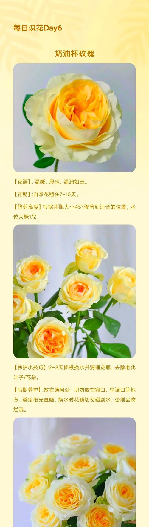 圆玫瑰花如何养护才能更美观？