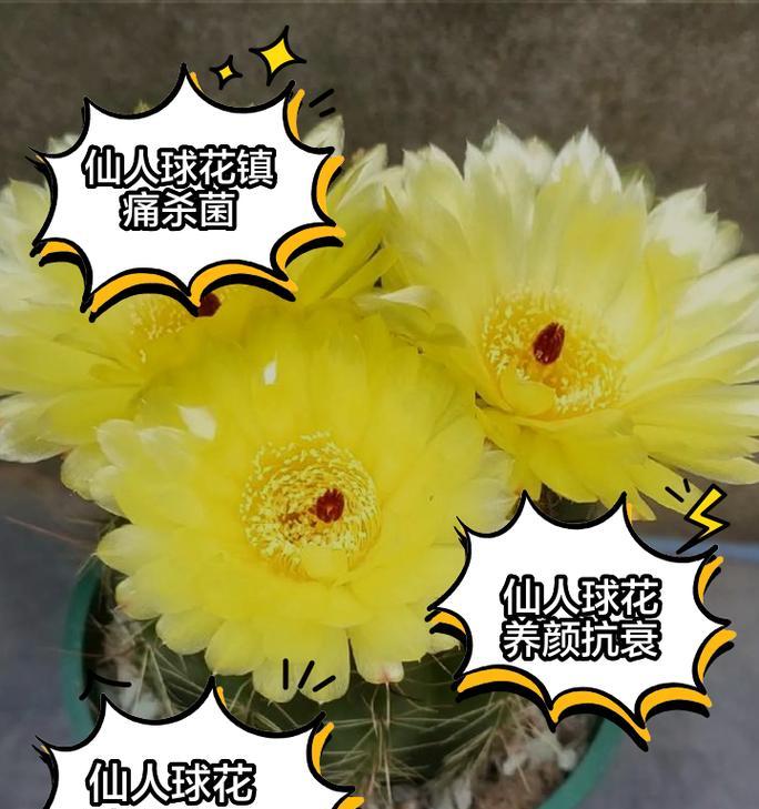 仙人球开花的分类依据是什么？