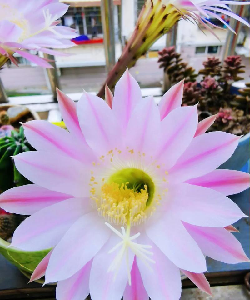仙人球开花的分类依据是什么？