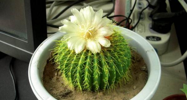 仙人球开花的分类依据是什么？