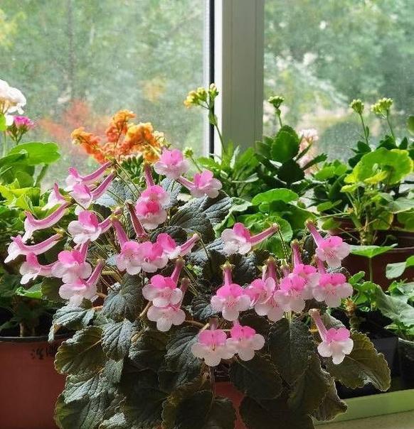 牡丹花小兰花的养护和管理技巧有哪些？怎样才能养好？