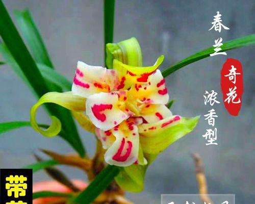 牡丹花小兰花的养护和管理技巧有哪些？怎样才能养好？