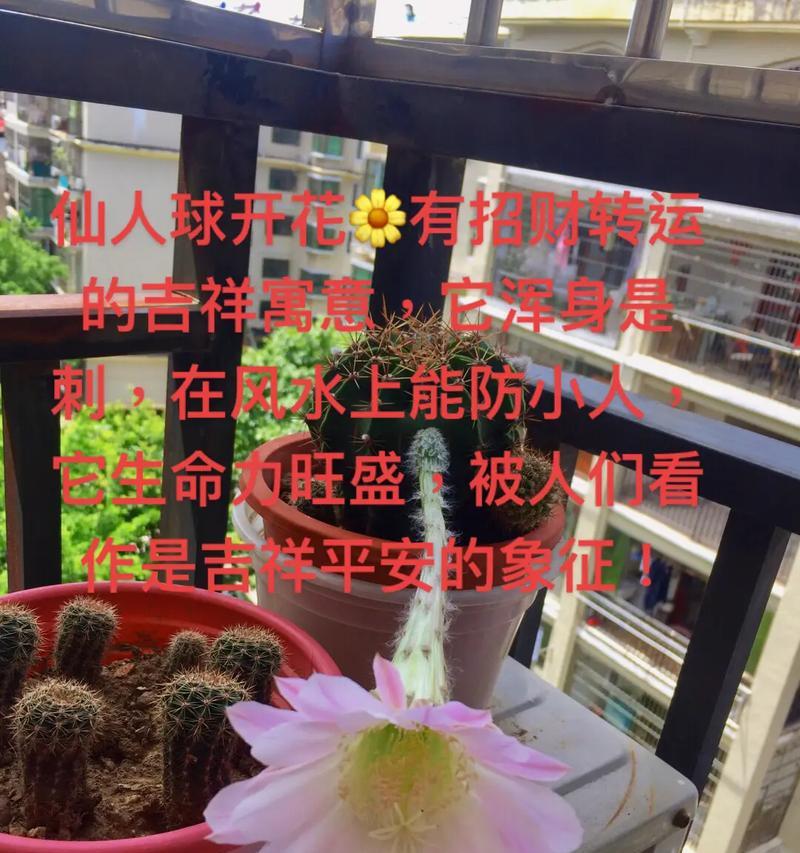 仙人球和耕云球有哪些不同？各自的特性是什么？