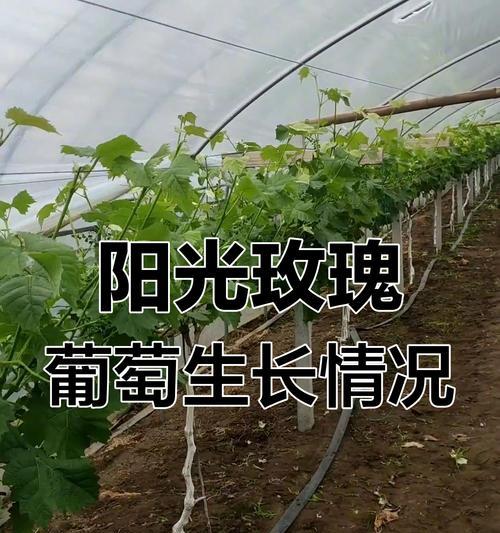 如何自己种植玫瑰花？有哪些步骤和注意事项？