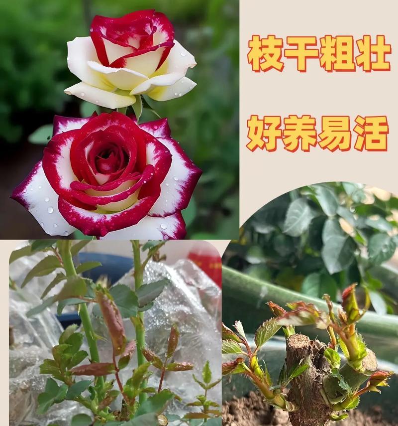 如何自己种植玫瑰花？有哪些步骤和注意事项？