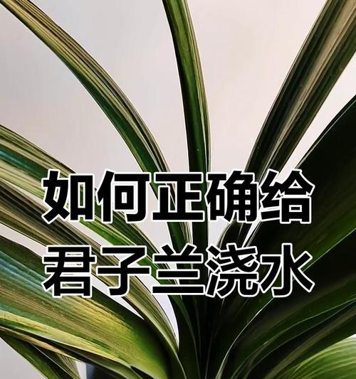 君子兰日常养护和浇水的技巧有哪些？