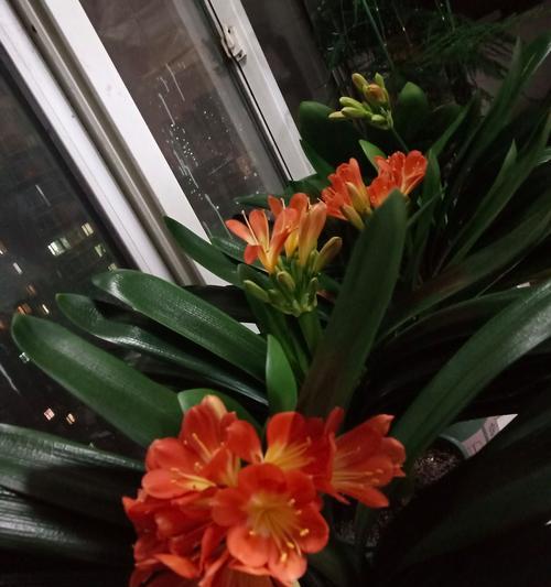 君子兰开花后多久种子成熟？