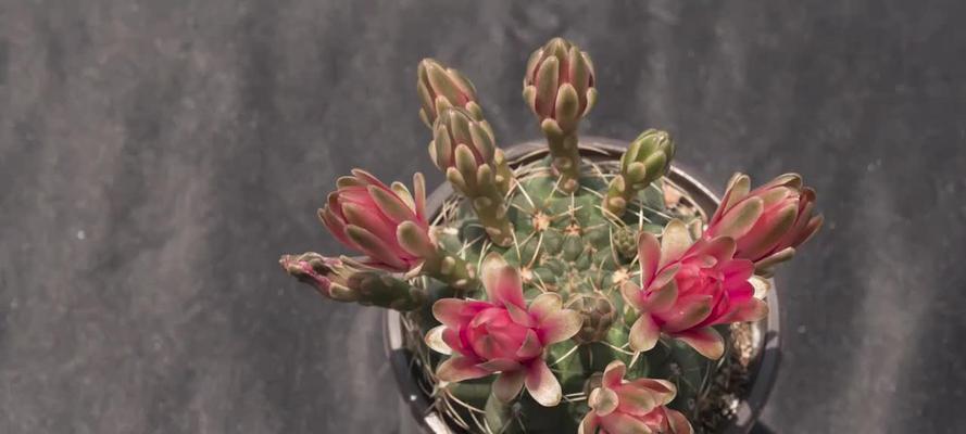 仙人球开花延迟的原因是什么？如何解决？