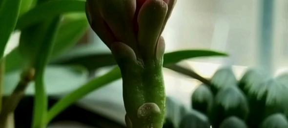 仙人球开花延迟的原因是什么？如何解决？