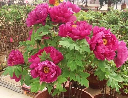 云南种牡丹花怎么养护来年会开花？有哪些特别的养护技巧？