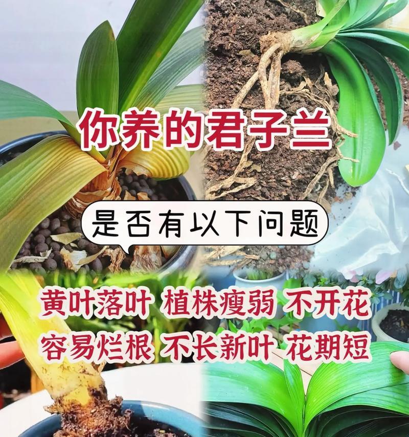 君子兰去除底部叶子的正确方法是什么？有何注意事项？
