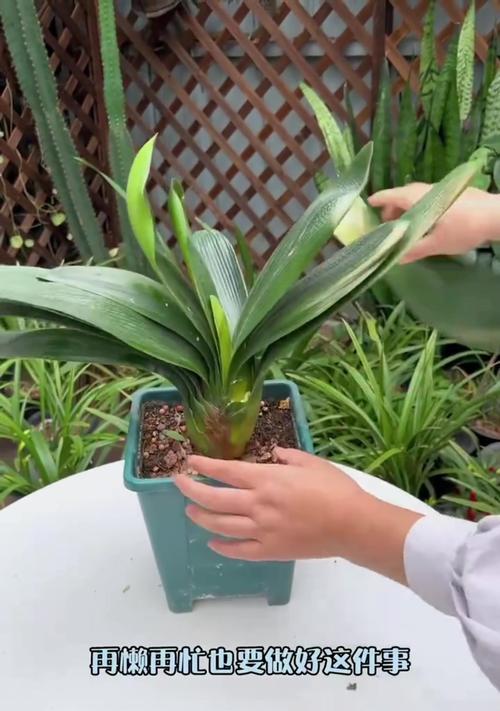 君子兰种植后多久可以进行浇水和施肥？